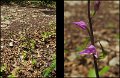 (13) Red Helleborine